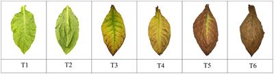 Dynamic changes in fungal communities and functions in different air-curing stages of cigar tobacco leaves